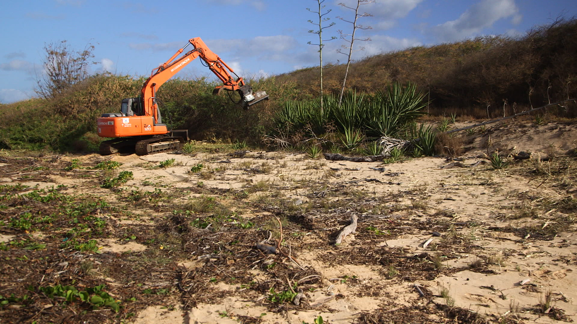 This is an image of Plant removal to restore native habitat.
